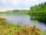 skarby-lasu-gorzno