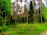 skarby-lasu-gorzno