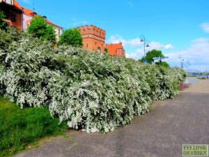 torun-atrakcje